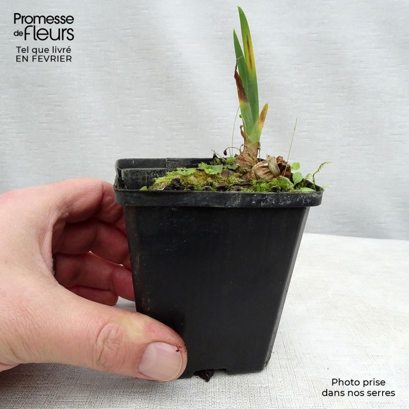 Spécimen de Iris germanica Kinkajou Shrew Godet de 8/9 cm tel que livré en hiver