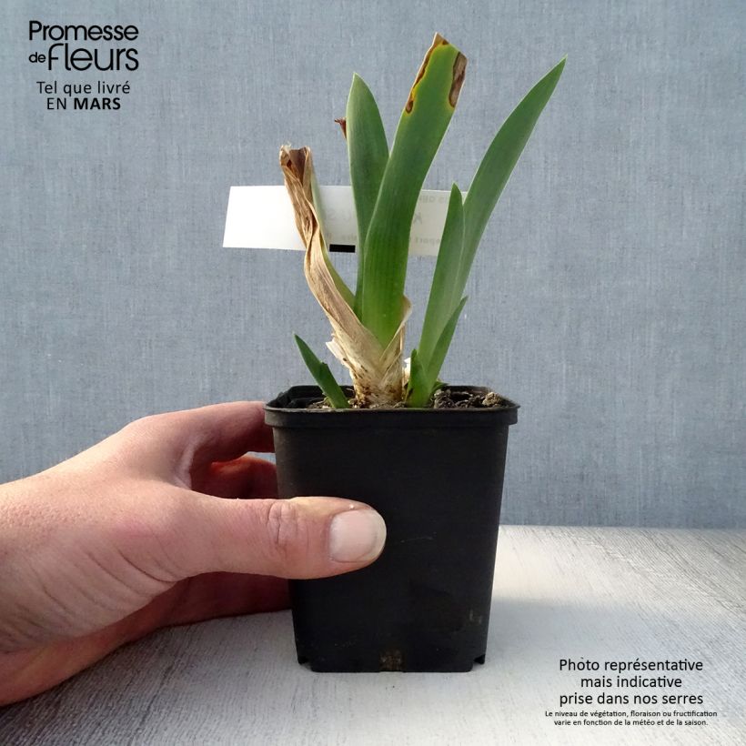 Spécimen de Iris germanica Kinkajou Shrew tel que livré au printemps
