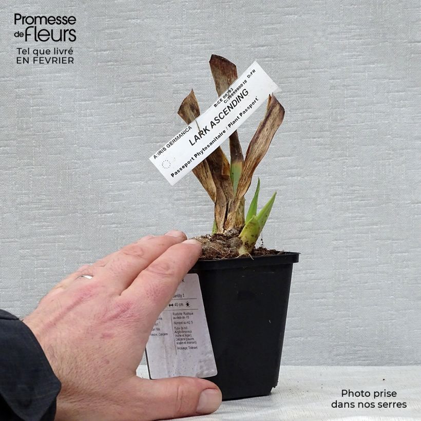 Spécimen de Iris germanica Lark Ascending Rhizome tel que livré en hiver