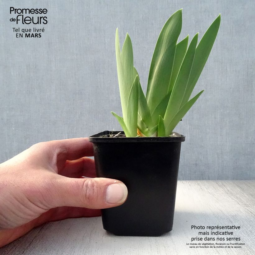 Spécimen de Iris germanica Late Lilac Rhizome ou godet tel que livré au printemps