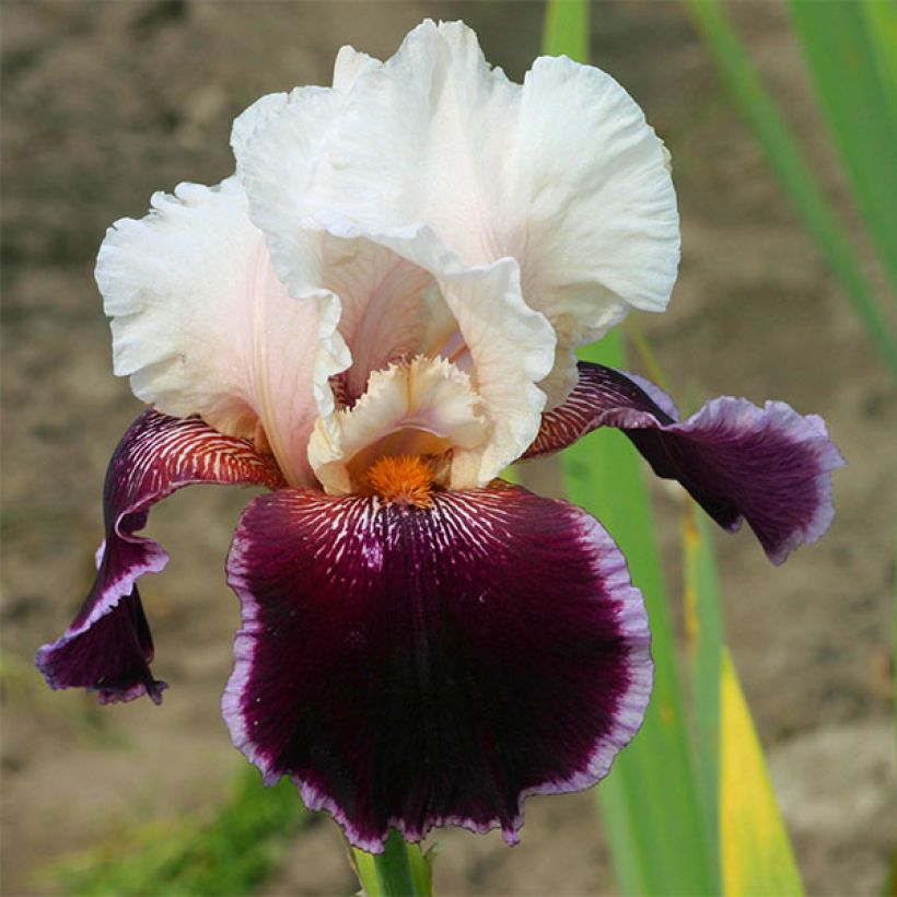 Iris germanica Latin Lady - Iris des Jardins (Floraison)