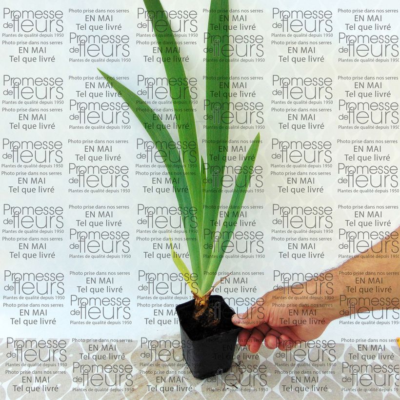 Exemple de spécimen de Iris germanica Latin Lady - Iris des Jardins Rhizome ou godet tel que livré