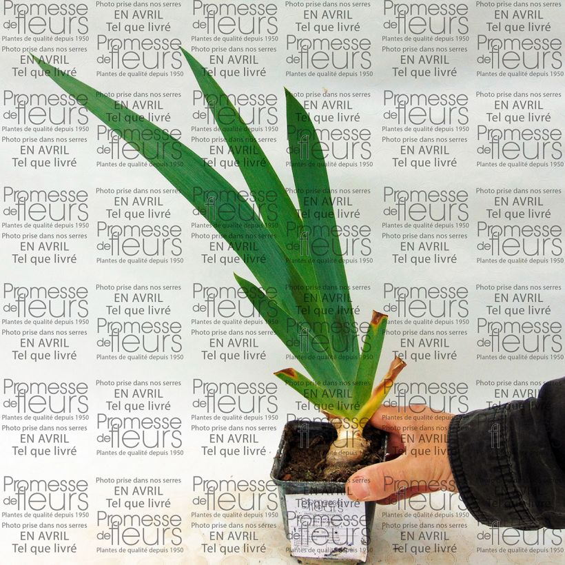 Exemple de spécimen de Iris germanica Let's Boogie - Iris des Jardins Rhizome ou godet tel que livré