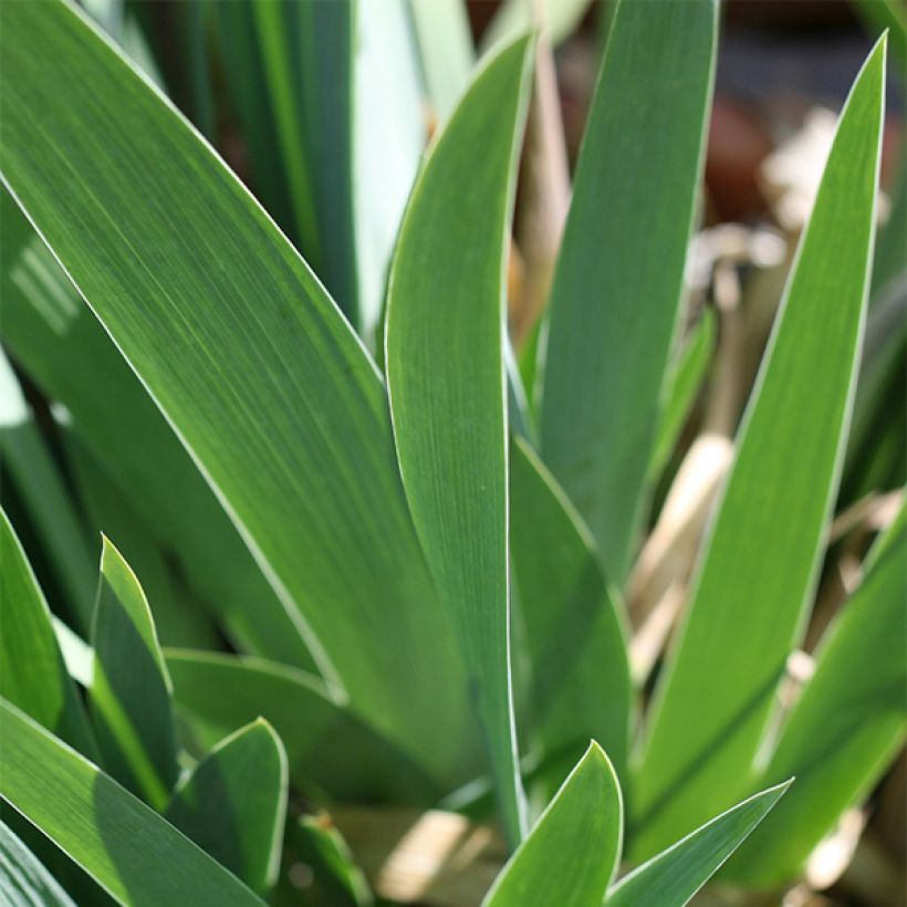 Iris germanica Let's Boogie - Iris des Jardins (Feuillage)