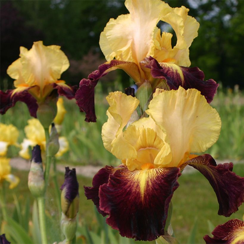 Iris germanica Let's Boogie - Iris des Jardins (Floraison)