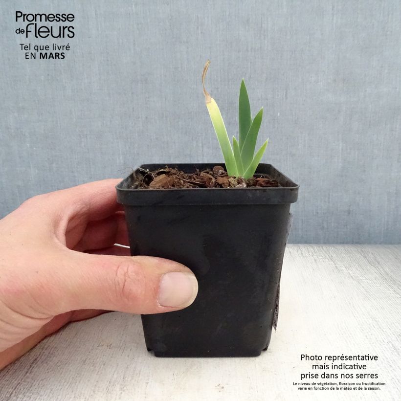 Spécimen de Iris germanica Ma Mie - Iris des Jardins Rhizome tel que livré au printemps