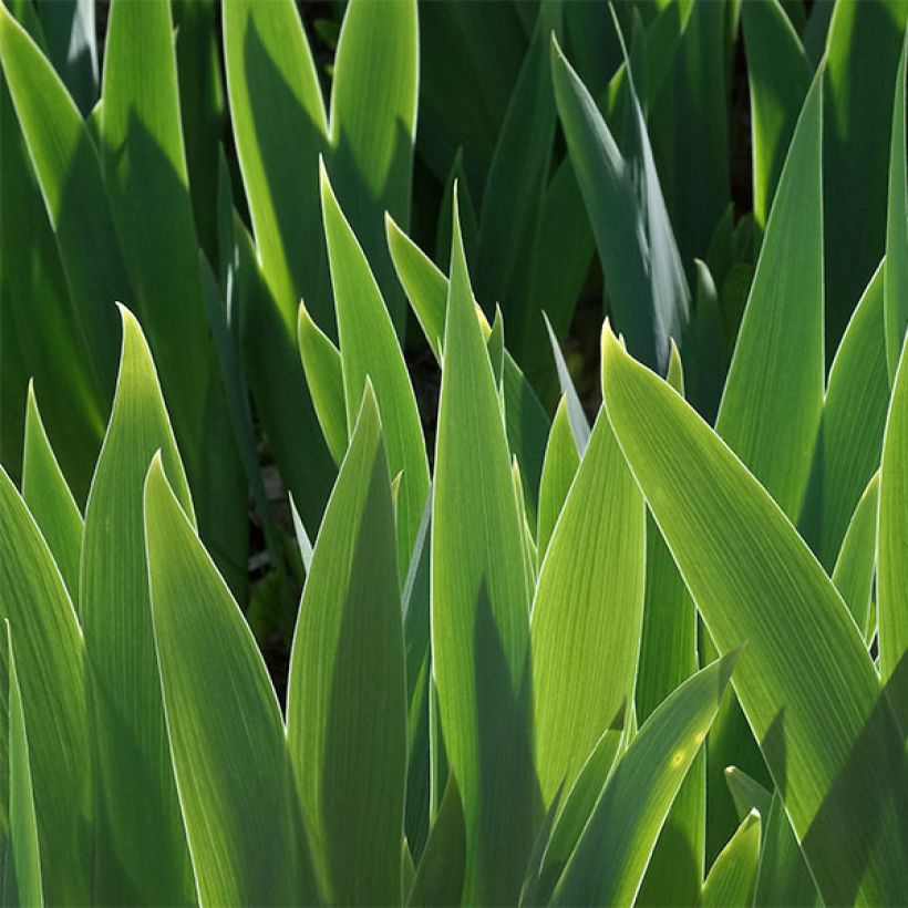 Iris germanica Making Eyes - Iris des Jardins Lilliput (Feuillage)