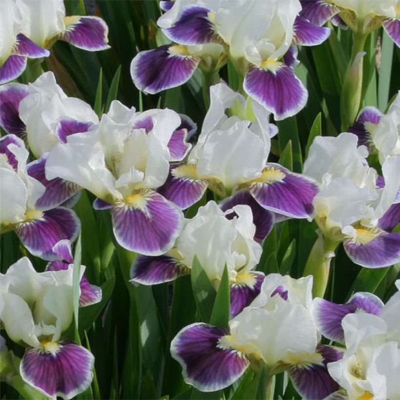 Iris germanica Making Eyes - Iris des Jardins Lilliput (Floraison)