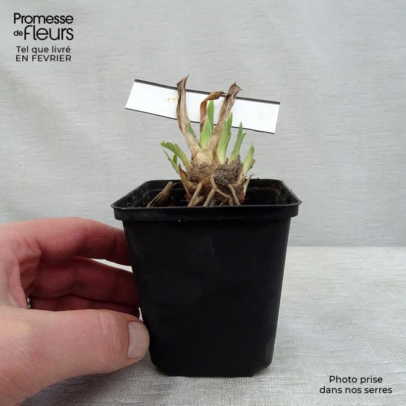 Spécimen de Iris germanica Making Eyes - Iris des Jardins Lilliput Rhizome tel que livré en hiver