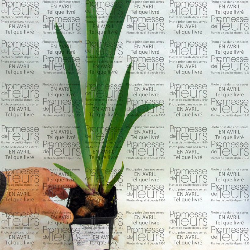 Exemple de spécimen de Iris germanica Mallow dramatic - Iris des Jardins tel que livré
