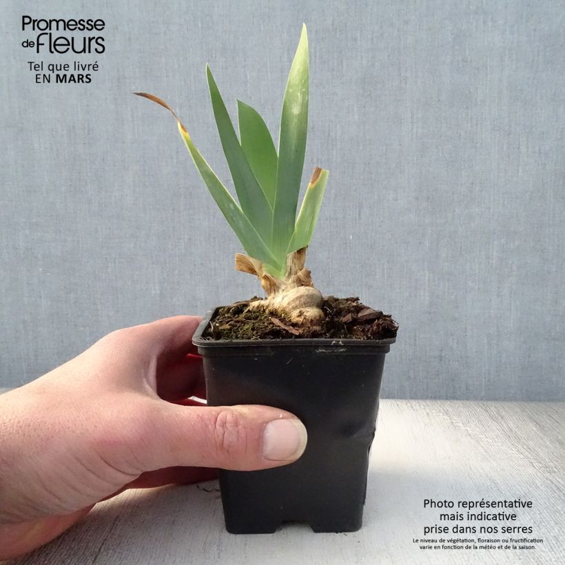 Spécimen de Iris germanica Marron Chaud - Iris des Jardins Rhizome, Calibre 10/15, qualité extra tel que livré au printemps