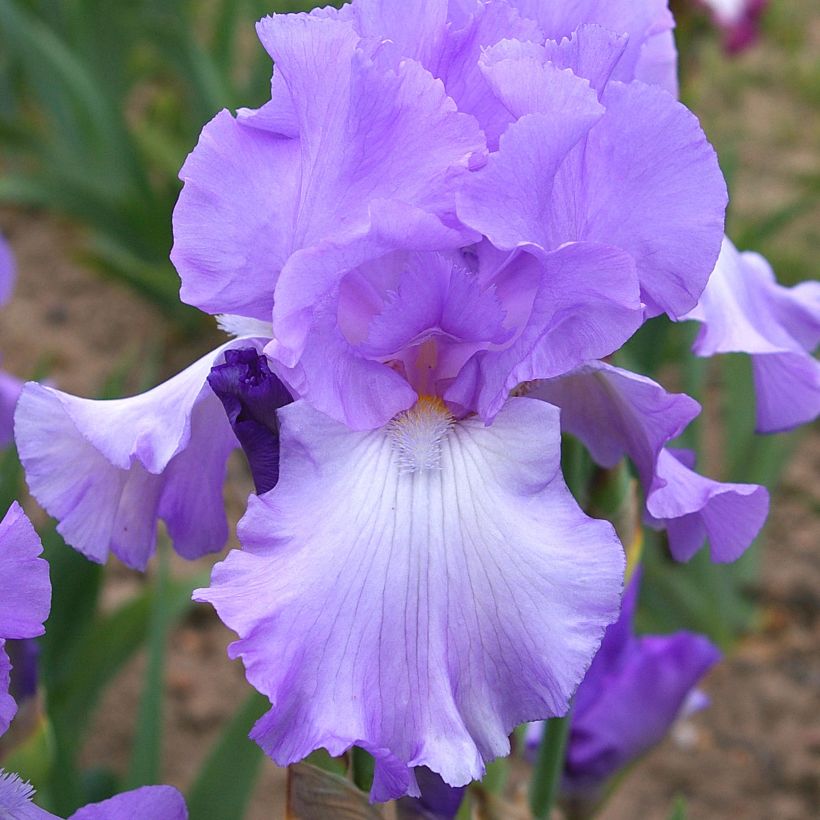 Iris germanica Mary Frances - Iris des Jardins (Floraison)