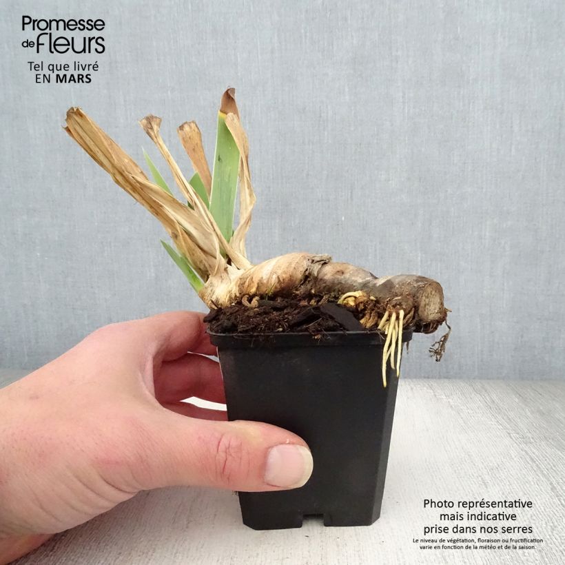 Spécimen de Iris germanica Mary Frances - Iris des Jardins Rhizome tel que livré au printemps