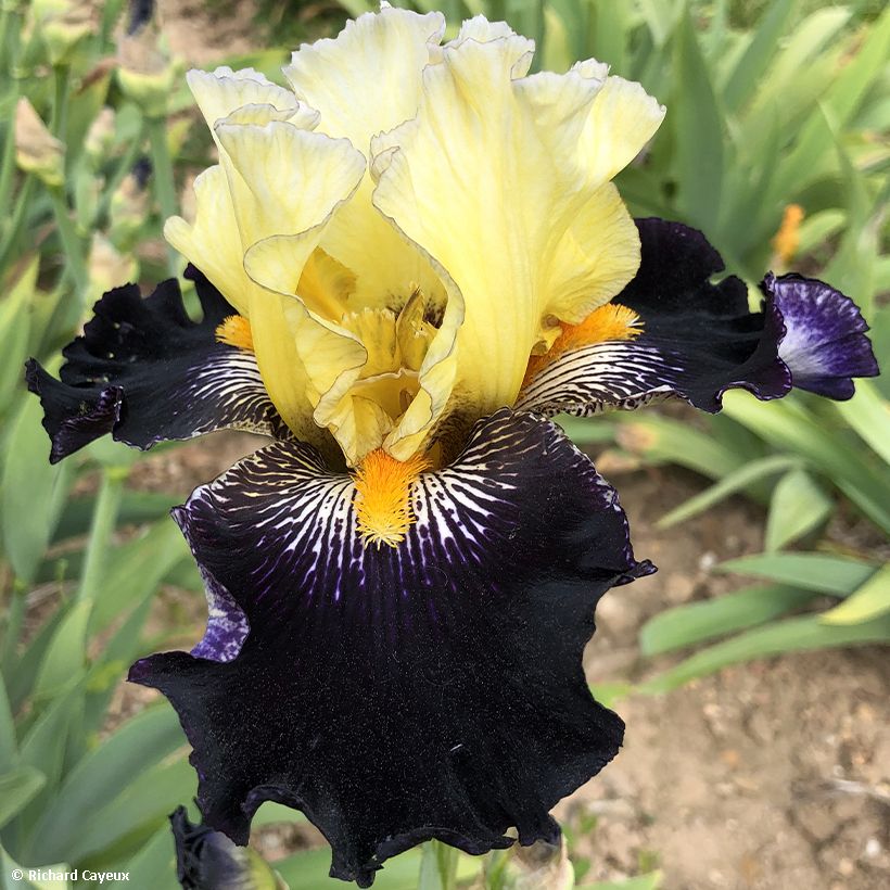 Iris germanica Naples - Iris des Jardins  (Floraison)