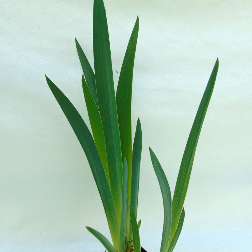 Iris germanica Master Plan (Feuillage)