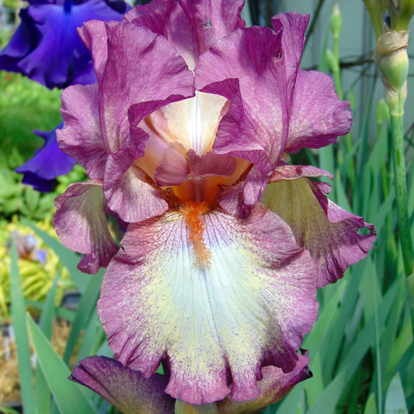 Iris germanica Master Plan (Floraison)
