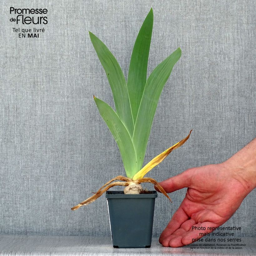 Spécimen de Iris germanica Master Plan Rhizome ou godet tel que livré au printemps