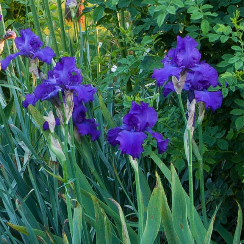 Iris germanica Mer du Sud - Iris des Jardins (Floraison)