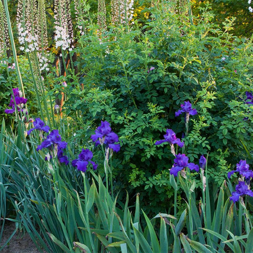 Iris germanica Mer du Sud - Iris des Jardins (Port)