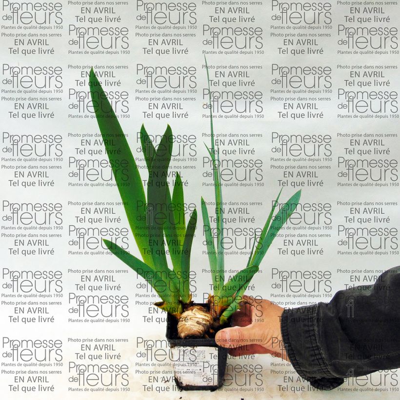 Exemple de spécimen de Iris germanica Mer du Sud - Iris des Jardins tel que livré