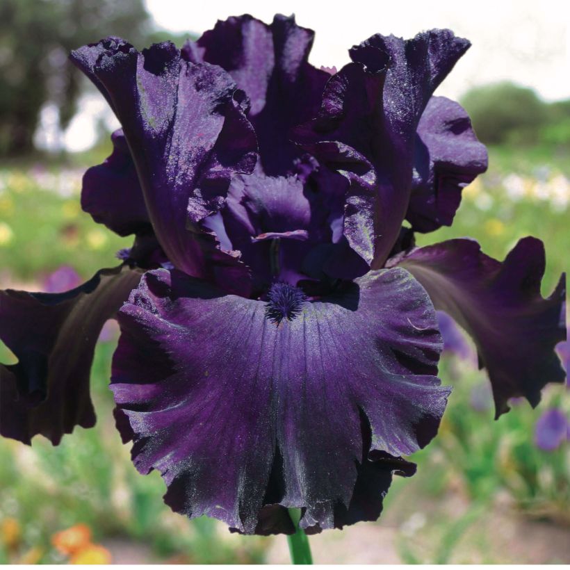 Iris germanica Midnight Revelry (Floraison)
