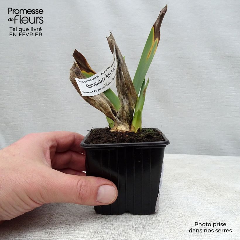 Spécimen de Iris germanica Midnight Revelry tel que livré en hiver