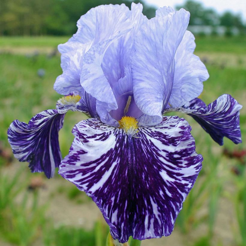 Iris germanica Millenium Falcon (Floraison)