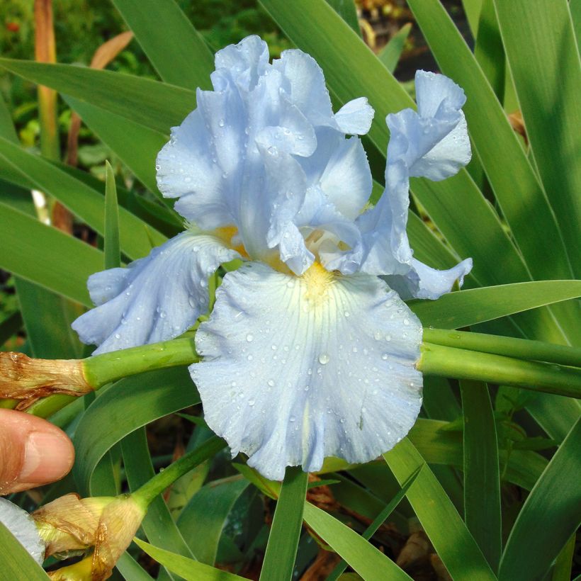 Iris germanica Navajo Jewel - Iris des Jardins (Floraison)