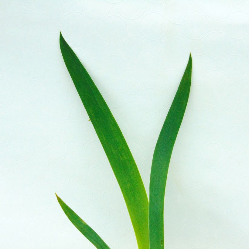Iris germanica New Leaf (Feuillage)