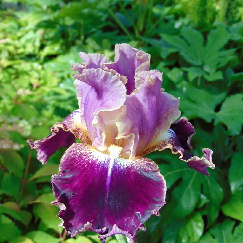 Iris germanica New Leaf (Floraison)