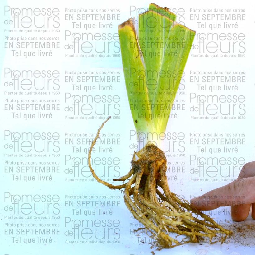 Exemple de spécimen de Iris germanica New Leaf Godet de 8/9 cm tel que livré