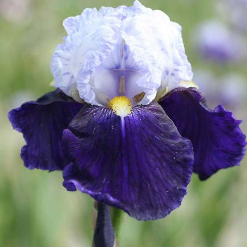 Iris germanica Night Edition (Floraison)