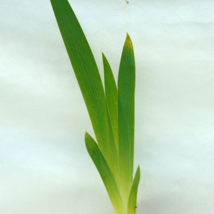Iris germanica Obsidian (Feuillage)