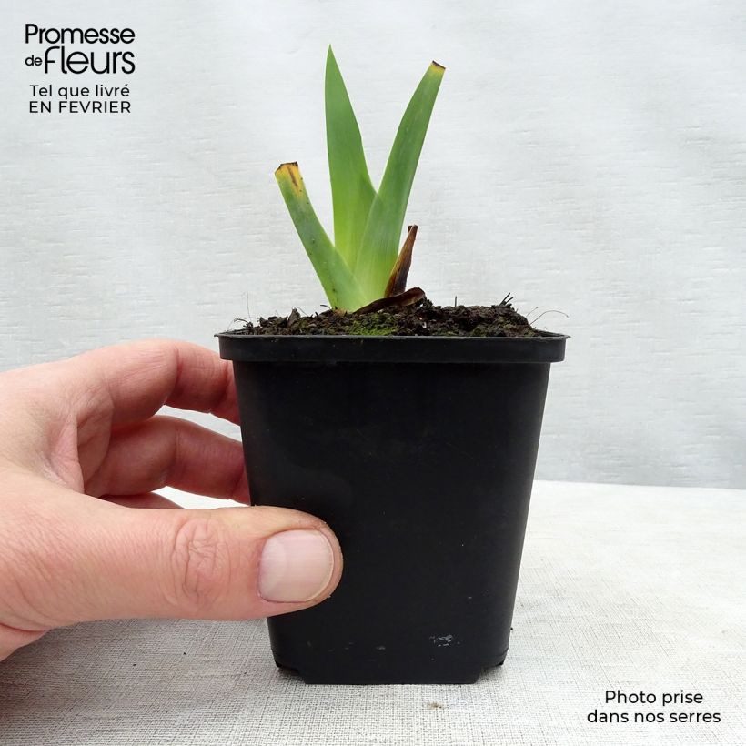 Spécimen de Iris germanica Obsidian Rhizome ou godet tel que livré en hiver