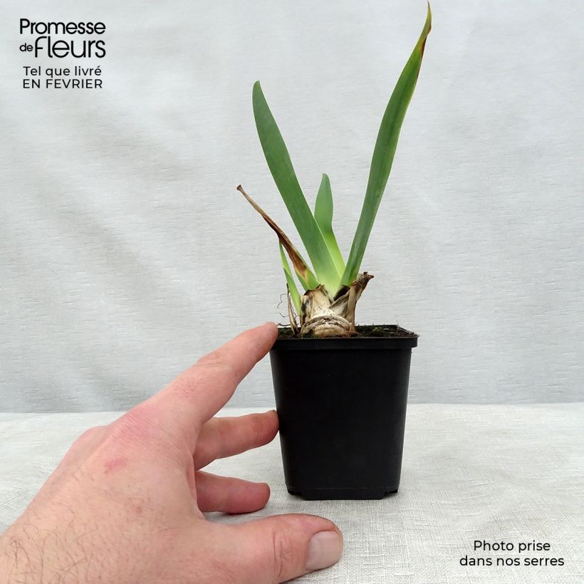 Spécimen de Iris germanica Ola Kala Godet de 8/9 cm tel que livré en hiver