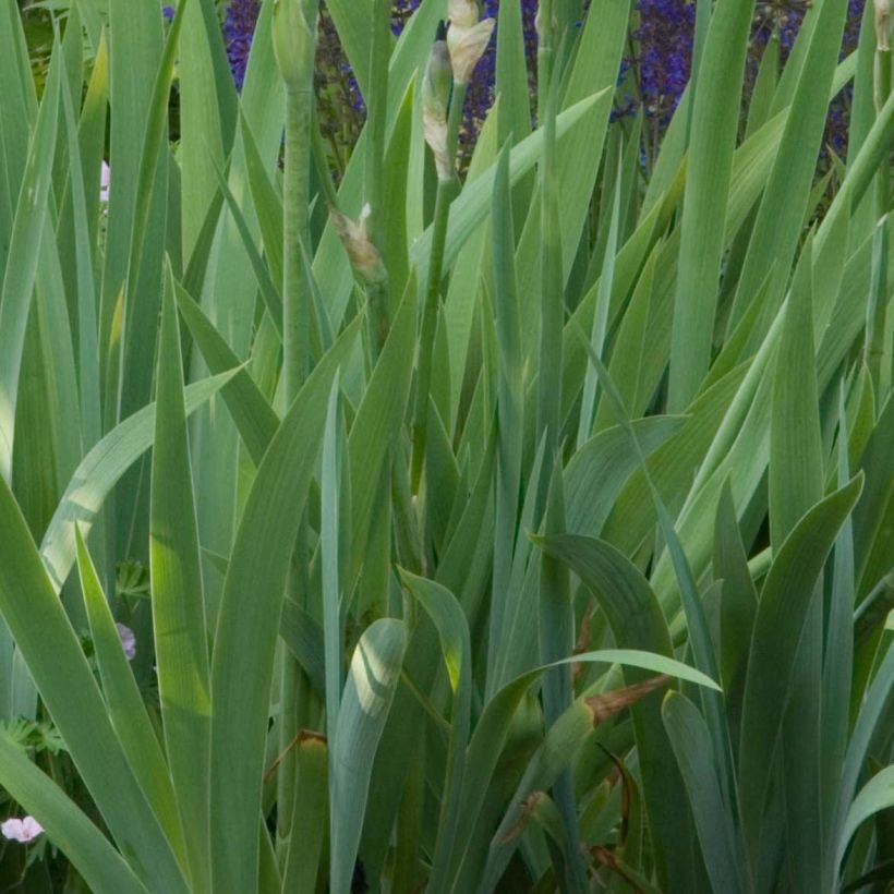 Iris germanica Old Black Magic (Feuillage)
