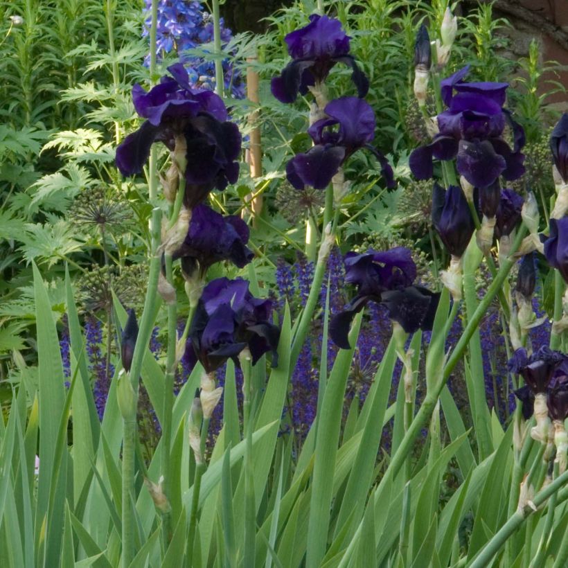 Iris germanica Old Black Magic (Floraison)