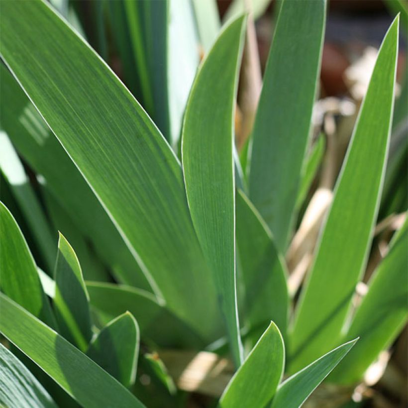 Iris germanica Ominous Stranger - Iris des Jardins (Feuillage)