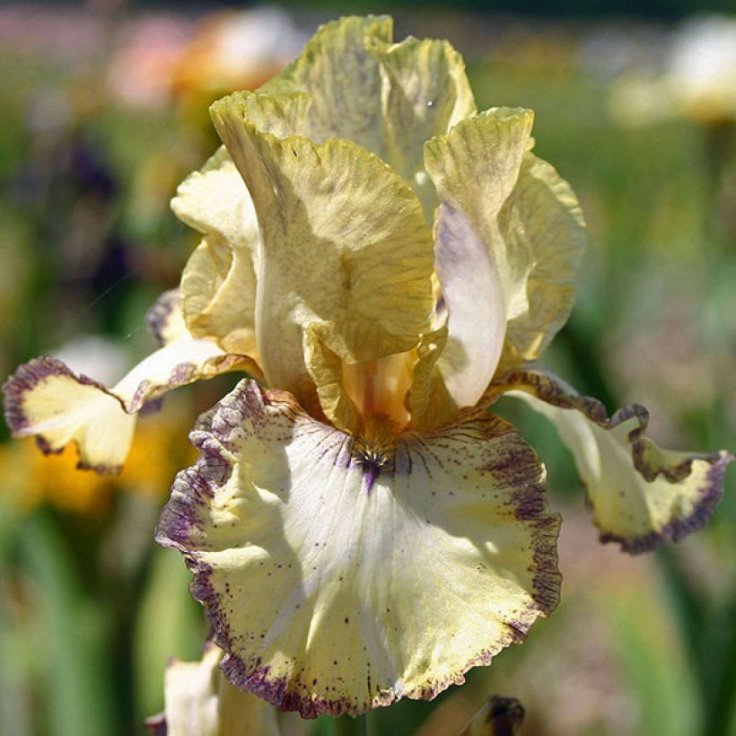 Iris germanica Ominous Stranger - Iris des Jardins (Floraison)