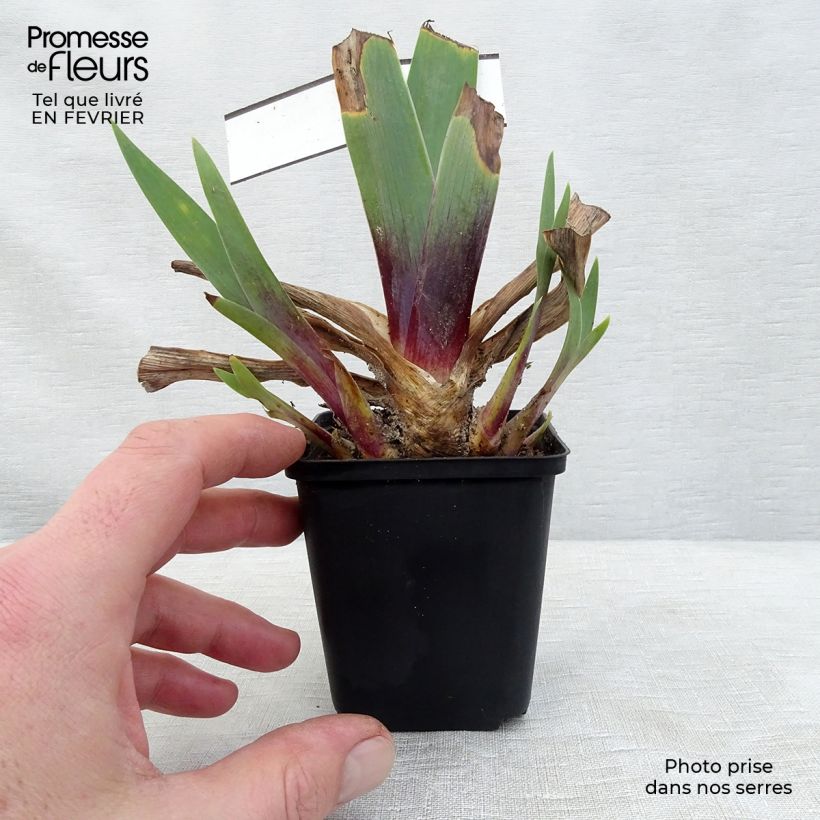 Spécimen de Iris germanica Ominous Stranger - Iris des Jardins Godet de 8/9 cm tel que livré en hiver