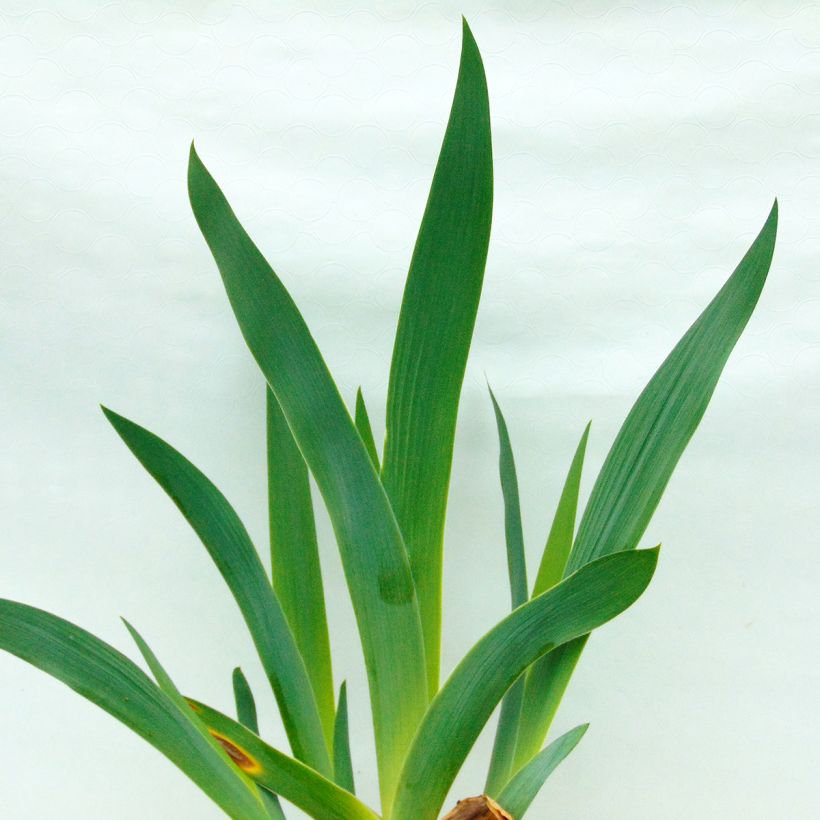 Iris germanica Orange Embers (Feuillage)