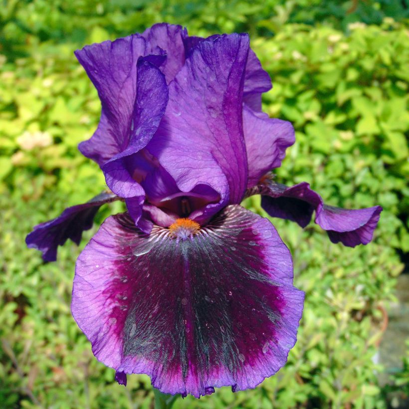 Iris germanica Pagan Dance - Iris des jardins (Floraison)