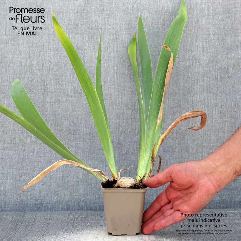 Spécimen de Iris germanica Pastel Printanier - Iris des Jardins tel que livré au printemps