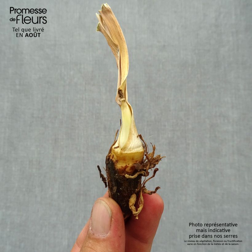 Spécimen de Iris germanica Peach Frost - Iris des Jardins  Rhizome, Calibre 4/6 tel que livré en été