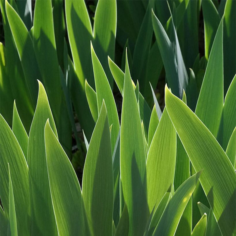 Iris germanica Petit Bijou - Iris des Jardins Lilliput (Feuillage)