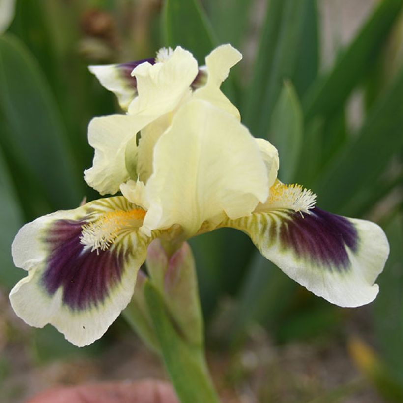 Iris germanica Petit Bijou - Iris des Jardins Lilliput (Floraison)