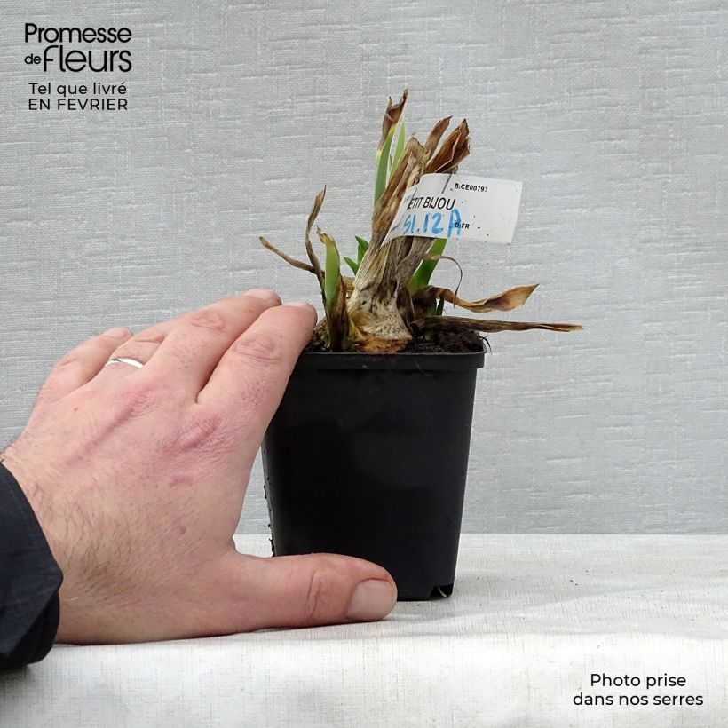 Spécimen de Iris germanica Petit Bijou - Iris des Jardins Lilliput Rhizome ou godet tel que livré en hiver