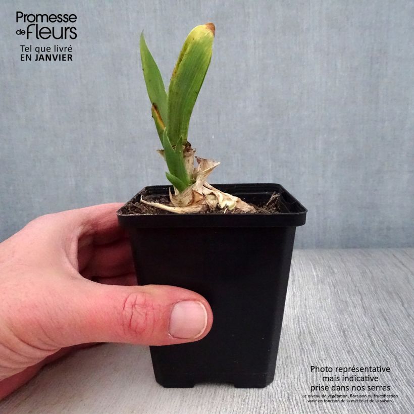 Spécimen de Iris germanica Pinnacle - Iris des Jardins tel que livré en hiver