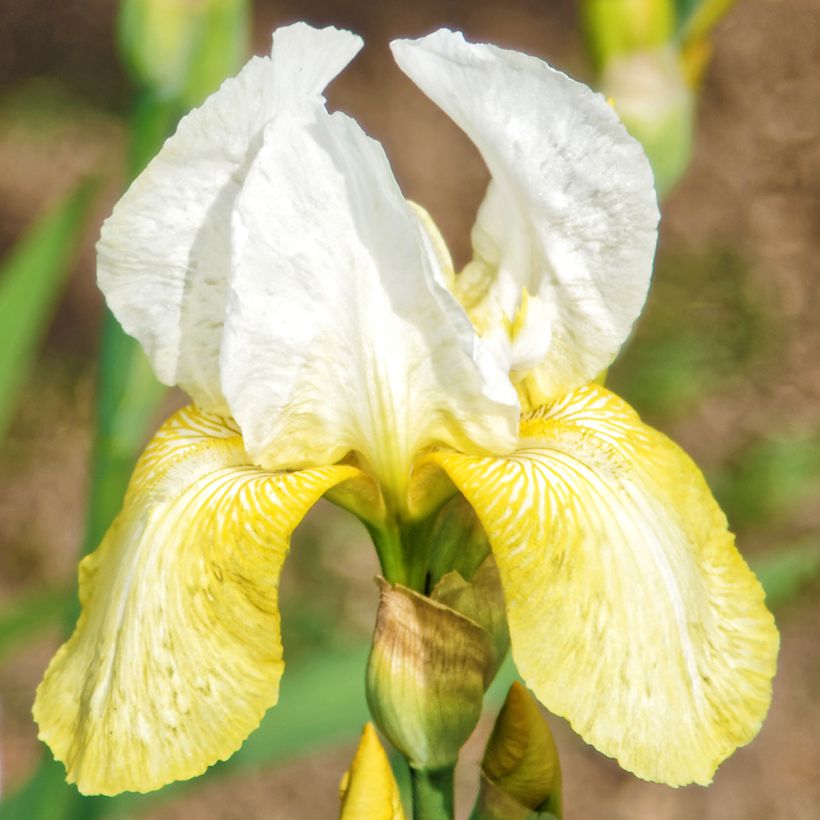 Iris germanica Pinnacle - Iris des Jardins (Floraison)