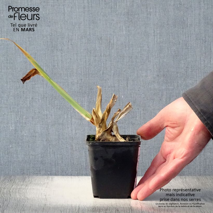 Spécimen de Iris germanica Plaisantin - Iris des Jardins Rhizome, Calibre 10/15, qualité extra tel que livré au printemps